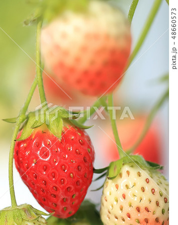いちご いちご狩り イメージ いちご いちご狩り イメージ 48660573