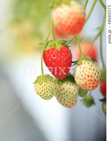 いちご いちご狩り イメージ 48660575