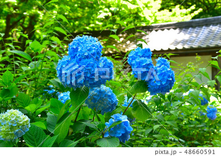 紫陽花　明月院 48660591
