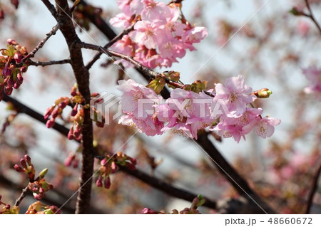 桜の花 河津さくら 穂谷川桜並木 大阪府枚方市の写真素材