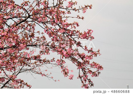 桜の花 河津さくら 穂谷川桜並木 大阪府枚方市の写真素材