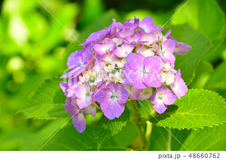 紫陽花 紫陽花 48660762