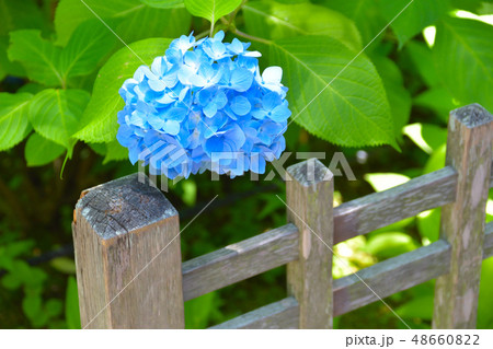 紫陽花　 48660822