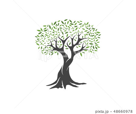 Olive tree vector illustration 48660978