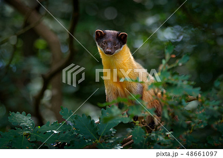 Yellow-throated marten, Martes flavigula Yellow-throated marten, Martes flavigula 48661097