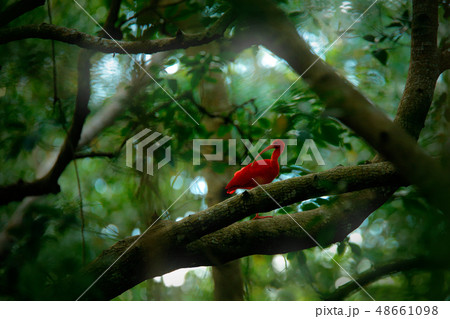 Scarlet Ibis, Eudocimus ruber, exotic bird Scarlet Ibis, Eudocimus ruber, exotic bird 48661098