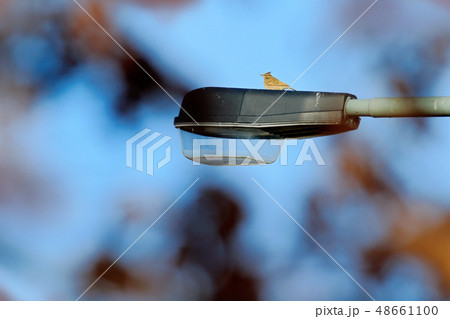 Crested Lark, Galerida cristata, on the lamp 48661100