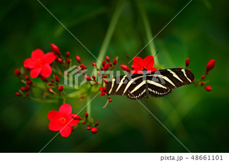 Beautiful butterfly Zebra Longwing 48661101