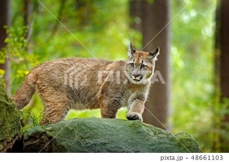 Puma concolor, known as the mountain lion Puma concolor, known as the mountain lion 48661103