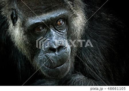 Western lowland gorilla, detail head portrait 48661105
