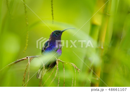 Violet Sabrewing, Campylopterus hemileucurus 48661107