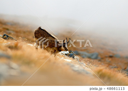 Mammal in the fog. Chamois, Rupicapra rupicapra Mammal in the fog. Chamois, Rupicapra rupicapra 48661113