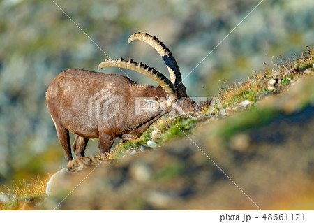 Alpine Ibex, Capra ibex, in nature habitat. 48661121