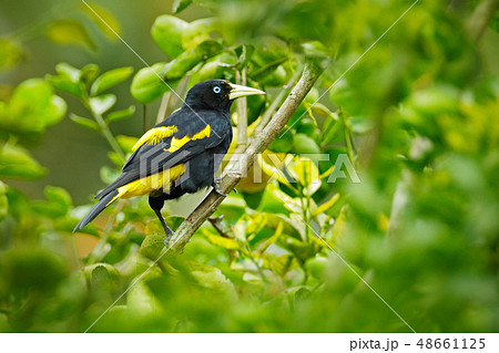Cacicus cela, Yellow-rumped Cacique 48661125