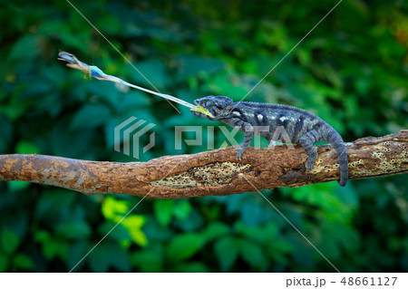 Chameleon hunting insect with long tongue Chameleon hunting insect with long tongue 48661127