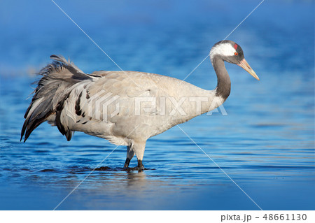 Common Crane, Grus grus, big bird in the nature 48661130