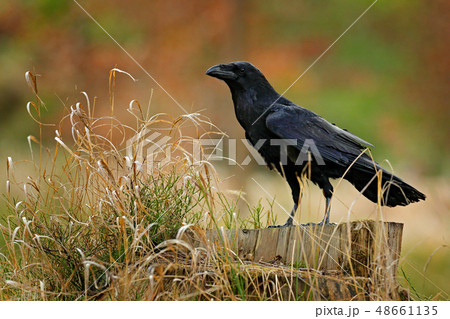 Black bird raven sitting on the tree trunk Black bird raven sitting on the tree trunk 48661135