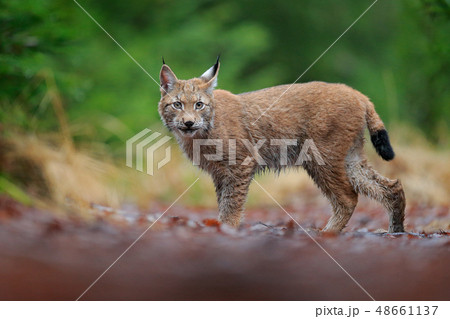 Eurasian lynx walking among the trees 48661137