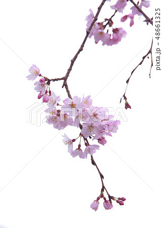 枝垂桜 枝垂桜 48661325