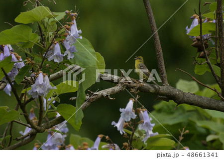 ノジコと桐の花 48661341