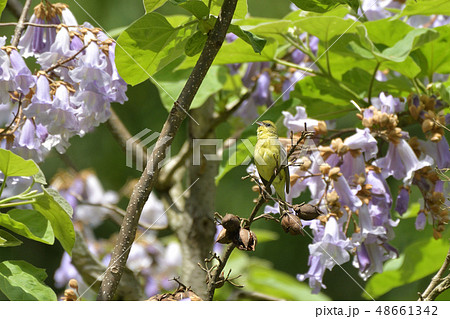 ノジコと桐の花 48661342