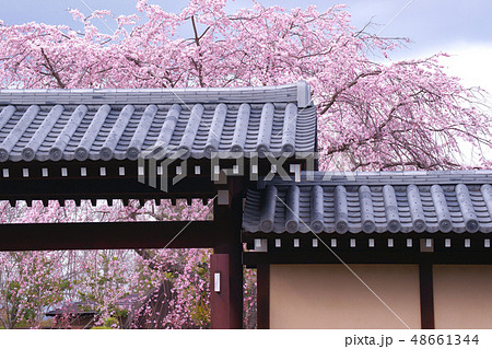 枝垂桜 枝垂桜 48661344