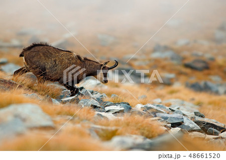 Chamois, Rupicapra rupicapra, on the rocky hill Chamois, Rupicapra rupicapra, on the rocky hill 48661520