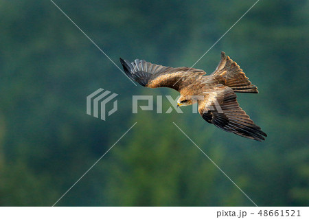 Black kite in flight, Milvus migrans, bird of prey Black kite in flight, Milvus migrans, bird of prey 48661521
