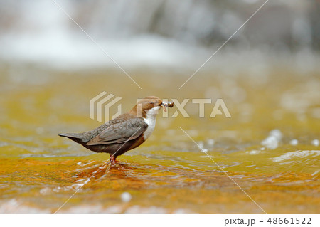 White-throated Dipper, Cinclus cinclus 48661522