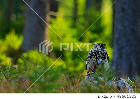 Owl in forest habitat, sitting on old tree trunk Owl in forest habitat, sitting on old tree trunk 48661525