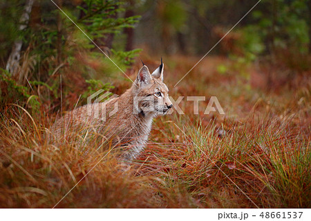 Bobcat among the trees Bobcat among the trees 48661537