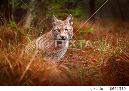Eurasian lynx among the trees 48661539