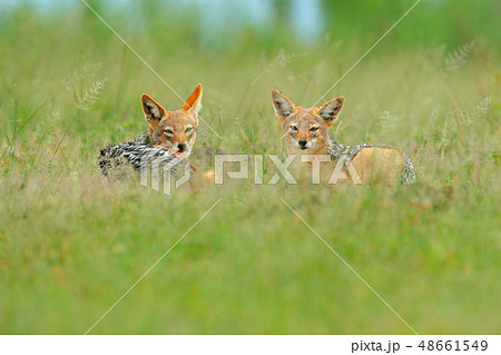 Two Black-Backed Jackal, portrait of animal Two Black-Backed Jackal, portrait of animal 48661549