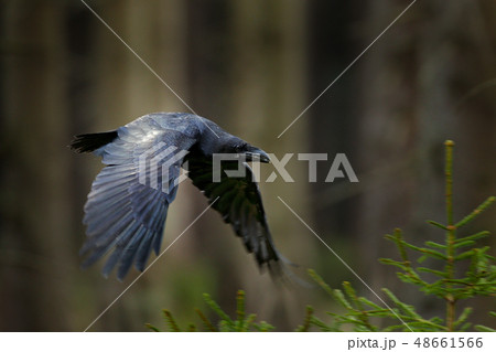 Raven in flight, Sweden. Bird in the green forest 48661566