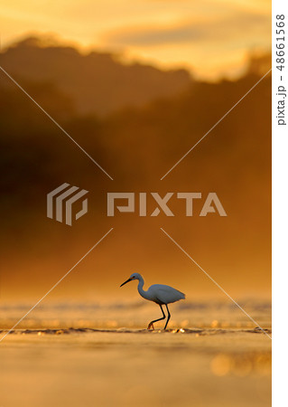 Snowy Egret, Egretta thula, in the nature coast 48661568