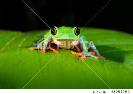 Agalychnis annae, Golden-eyed Tree Frog 48661569
