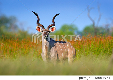 Greater kudu, with spiral horns, in green grass 48661574
