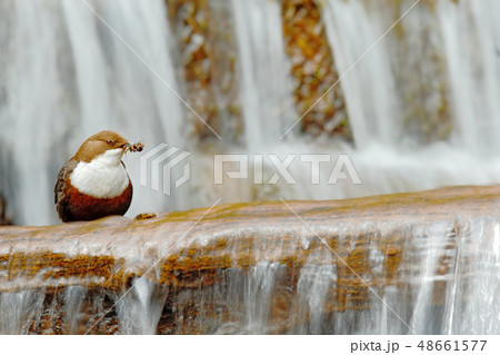 White-throated Dipper, Cinclus cinclus White-throated Dipper, Cinclus cinclus 48661577