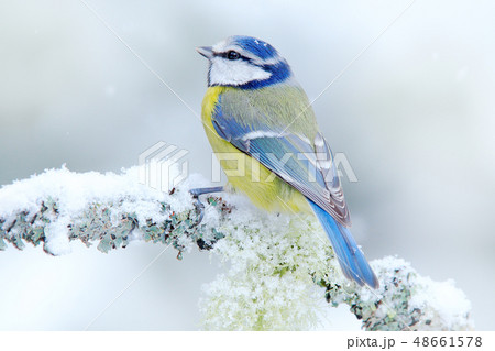 Blue Tit in forest, snowflakes and lichen branch Blue Tit in forest, snowflakes and lichen branch 48661578