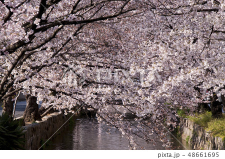 大阪府八尾市の玉串川周辺の風景。 大阪府八尾市の玉串川周辺の風景。 48661695
