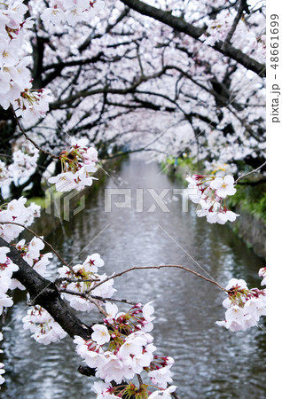 大阪府八尾市の玉串川周辺の風景。 48661699