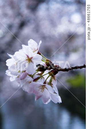 大阪府八尾市の玉串川周辺の風景。 48661703