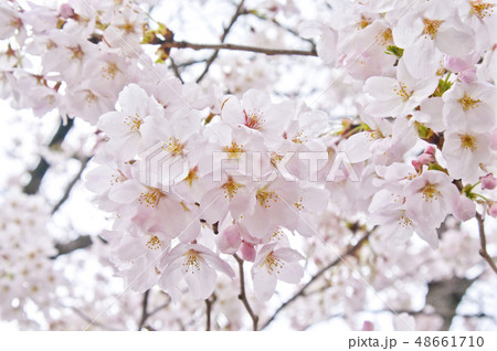 大阪府八尾市にある玉串川の桜(ソメイヨシノ) 大阪府八尾市にある玉串川の桜(ソメイヨシノ) 48661710