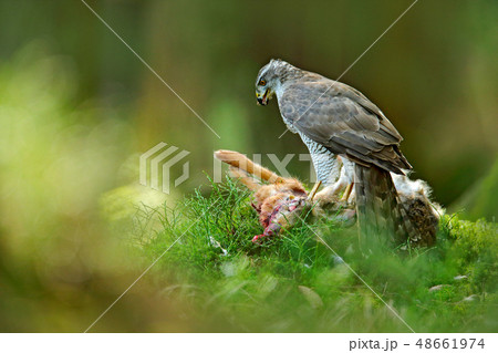 Goshawk, Accipiter gentilis, feeding on hare 48661974