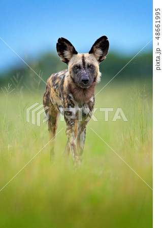 African wild dog, walking in the green grass 48661995