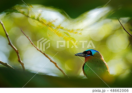 Trinidad Motmot, Momotus bahamensis Trinidad Motmot, Momotus bahamensis 48662006