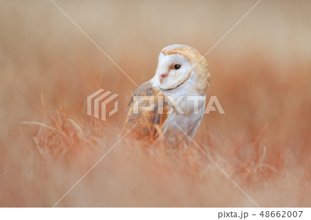 Barn Owl in light grass, clear foreground 48662007