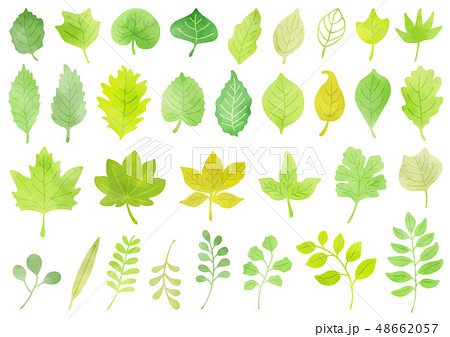 葉っぱ 水彩2 新緑カラーのイラスト素材