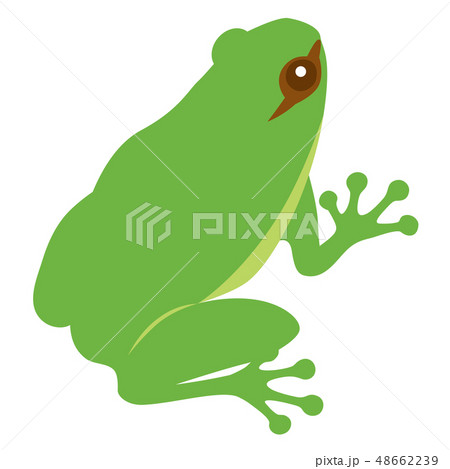 カエル 48662239