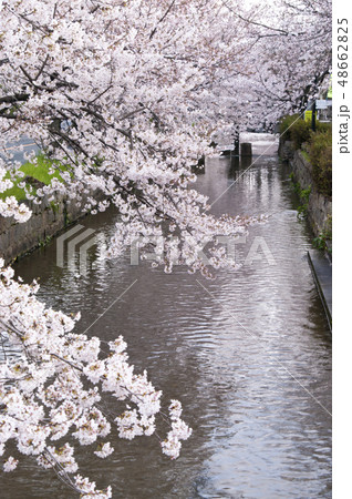 大阪府八尾市の玉串川周辺の桜の風景。 48662825